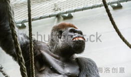 大猩猩交配视频高清,高清交配视频揭秘神秘生活